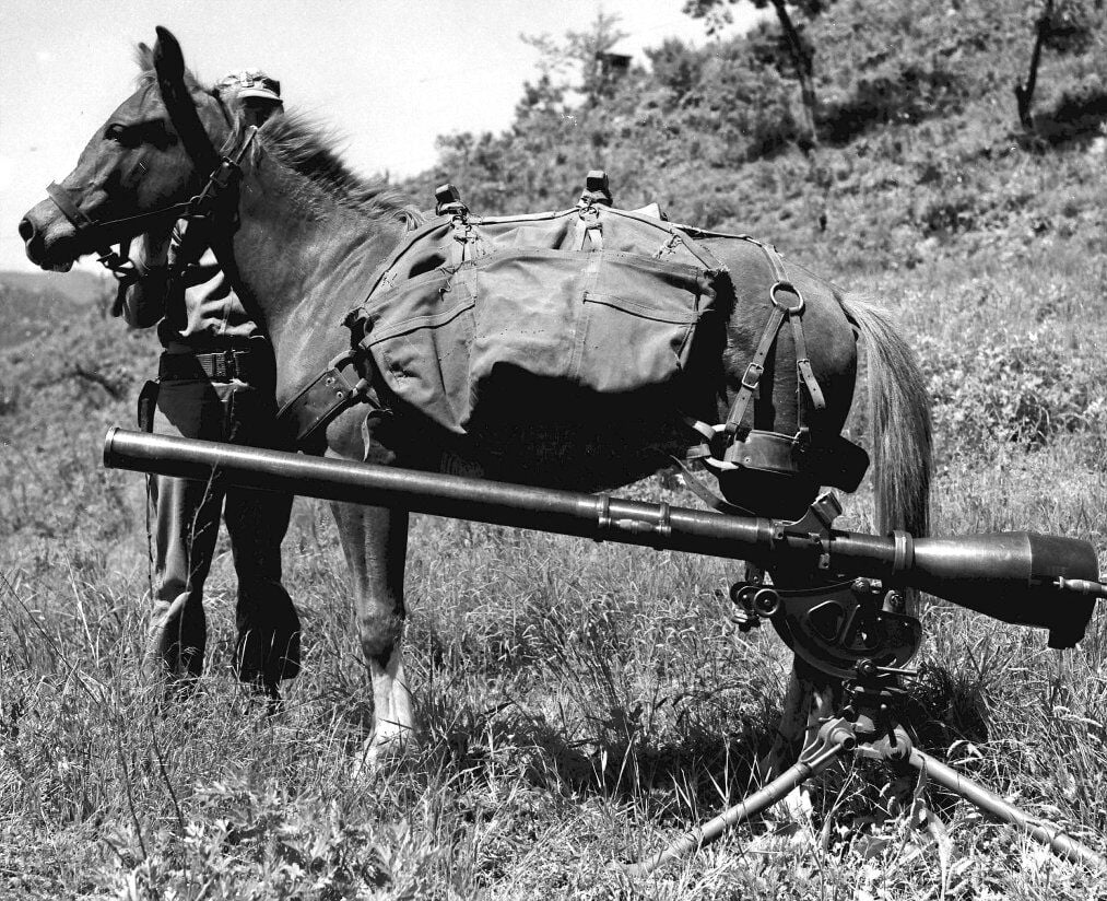 Sgt. Reckless: Meet the Horse That Became the Most Decorated Animal in Marine Corps History | Horse News and Equine Events | lancasterfarming.com