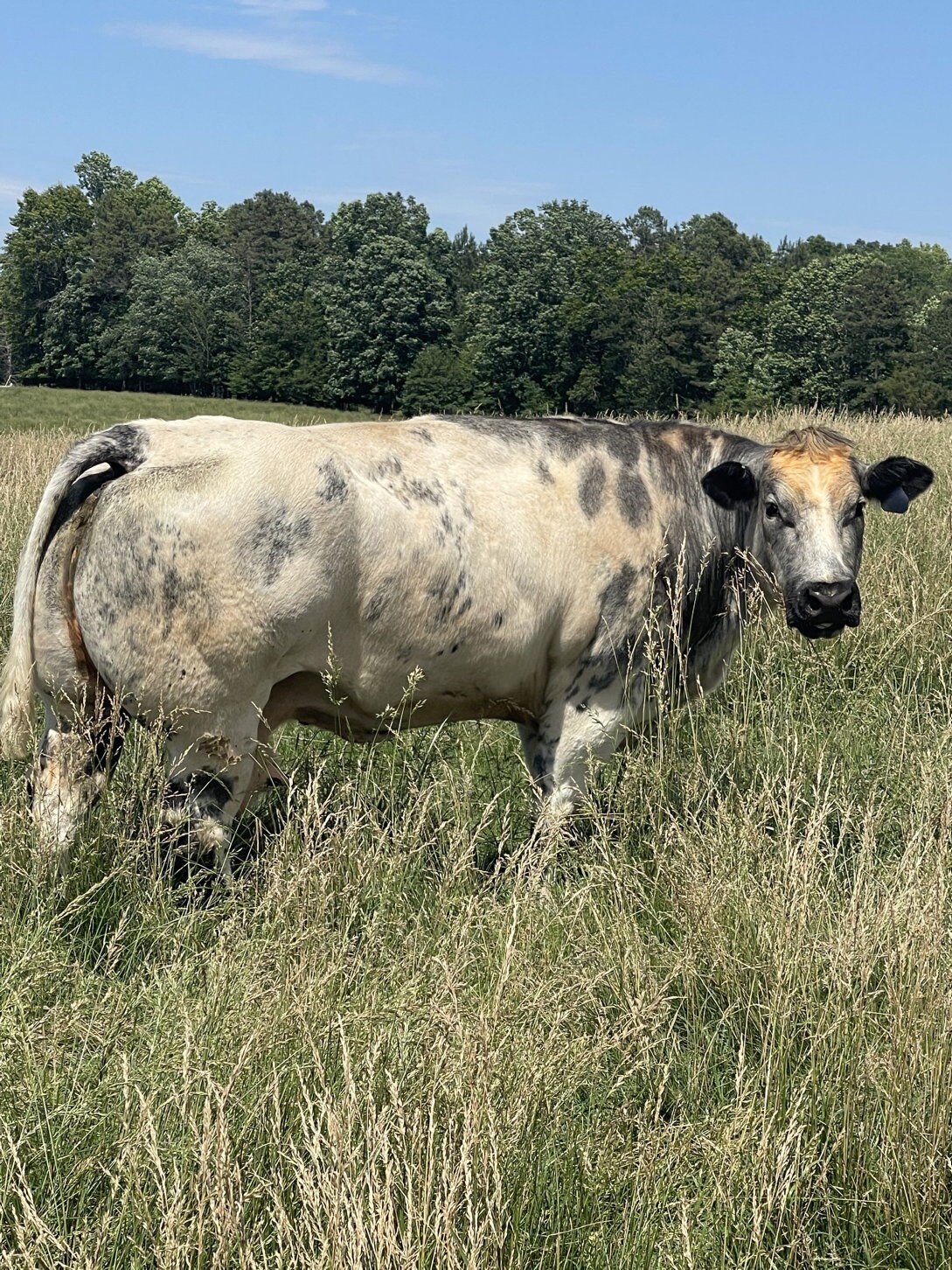 Muscular Belgian Blue Cattle Prized for Low-Cholesterol Beef | Livestock  News | lancasterfarming.com, image size:1089x1452