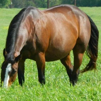 Foaling Season: What to Expect When Your Mare is Expecting - Vimarsana News