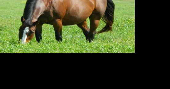 Foaling Season: What to Expect When Your Mare is Expecting - Vimarsana News