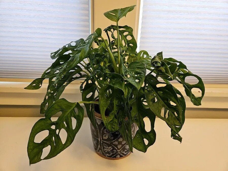 Monstera Plant Named 2025 Houseplant of the Year | Gardening Tips