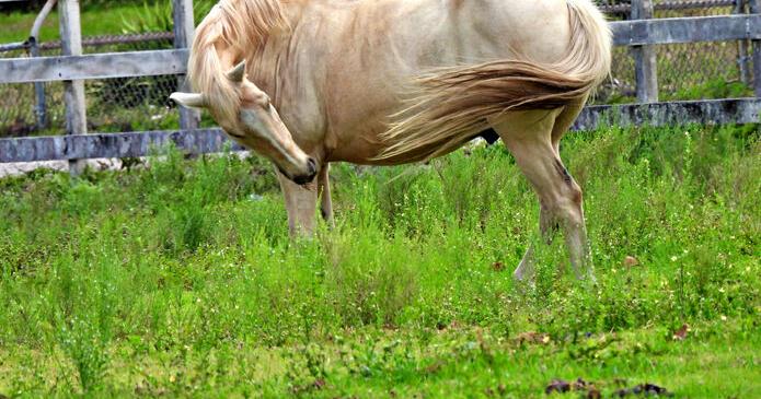 Keeping Bugs At Bay At Your Horse Farm - Vimarsana News