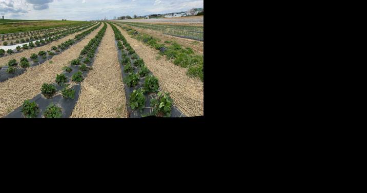 Strawberry Growers Optimistic for Cool Spring Rebound - Vimarsana News