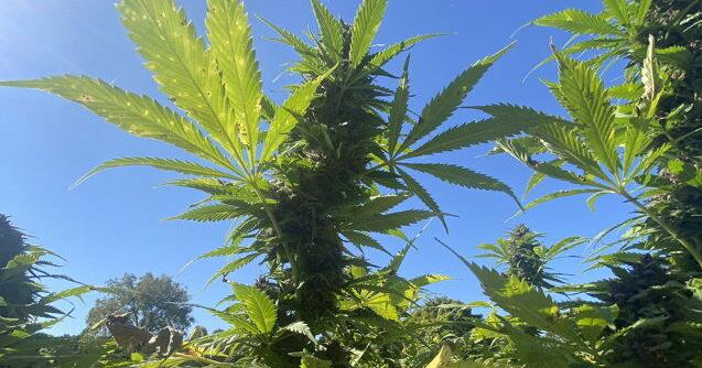 Hemp Surplus Causes Fall of Marijuana Prices | Hemp Industry News