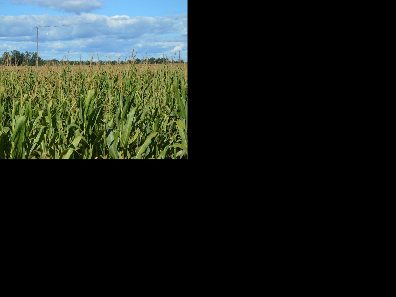 Virginia and West Virginia Planting Plans for 2021