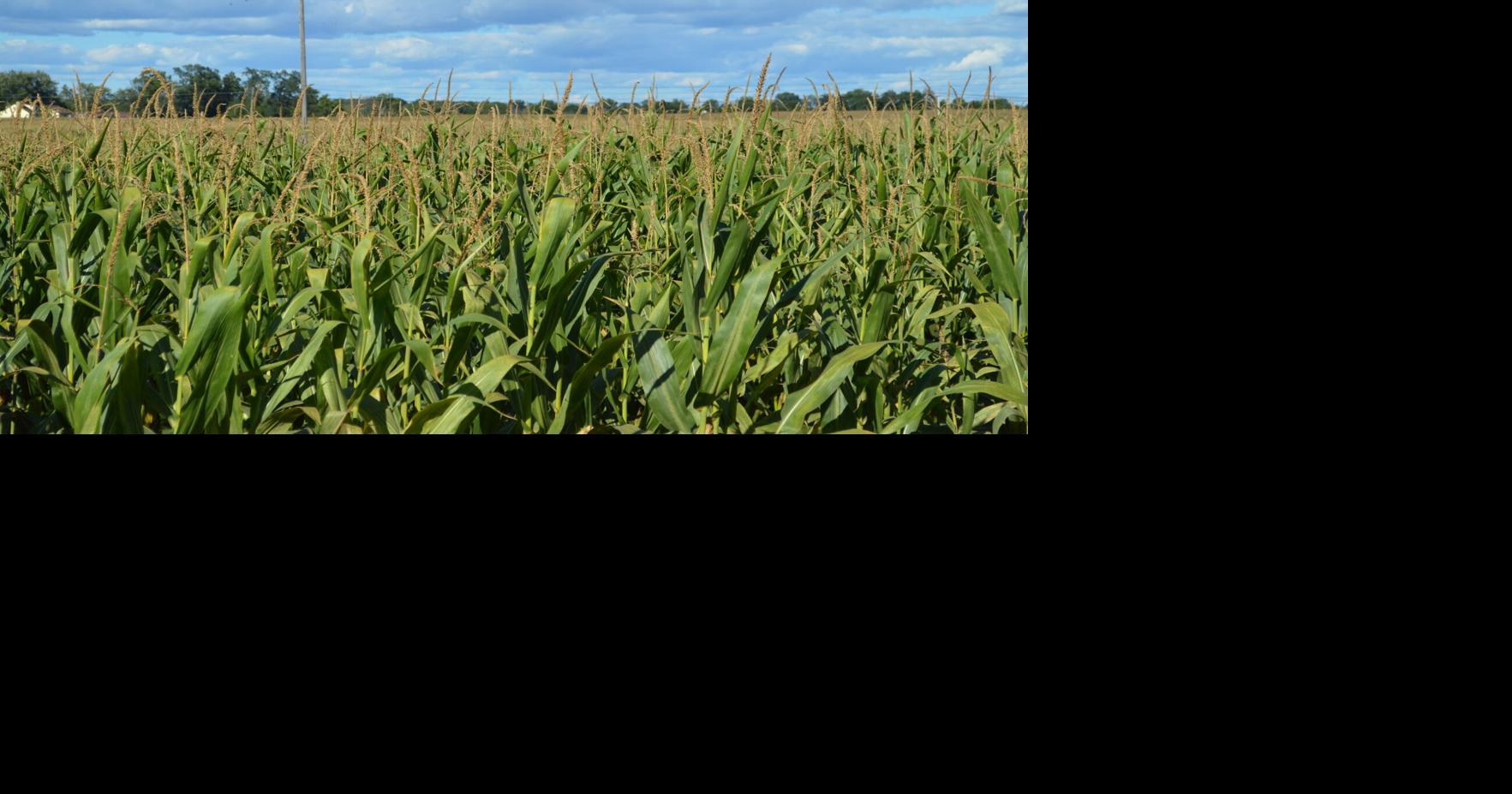 Controlling Escaped Weeds in Corn | Main Edition ...