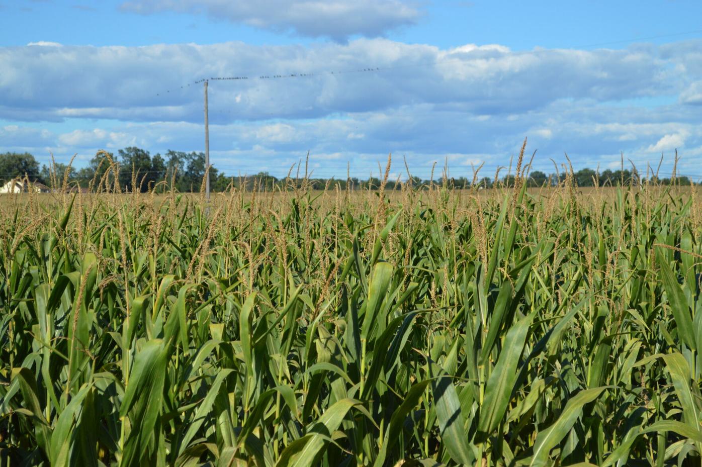 Controlling Escaped Weeds in Corn | Main Edition ...