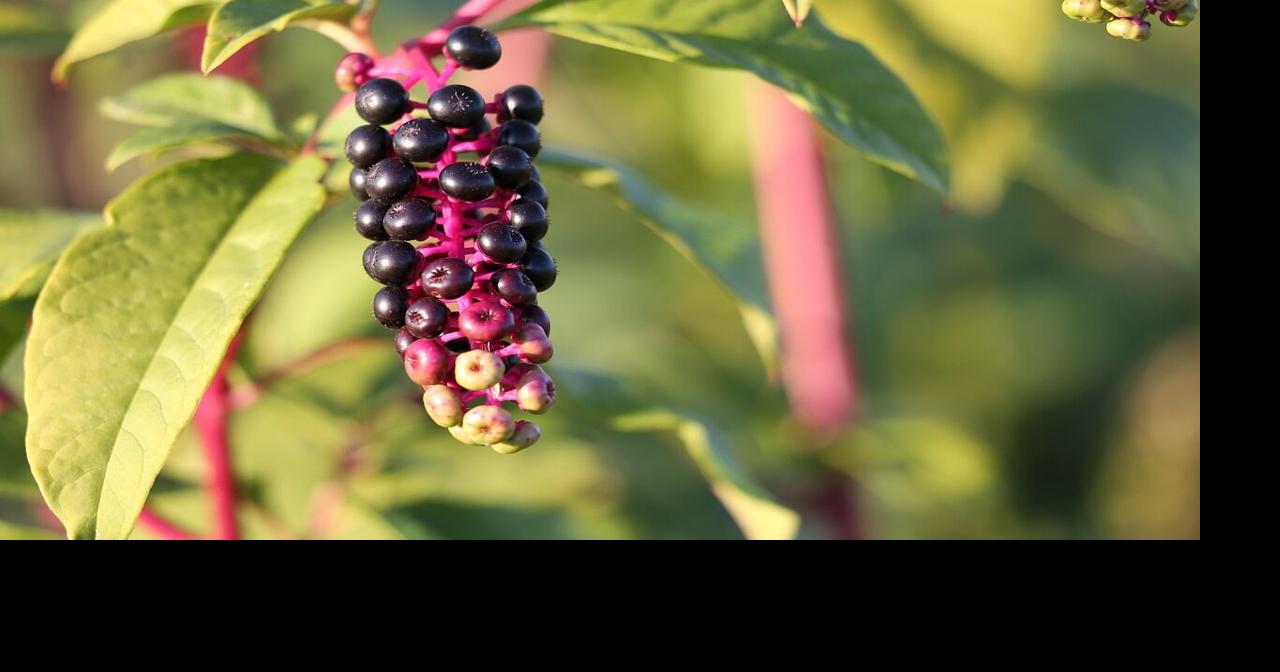 5 Strategies To Wage War on Summer Weeds