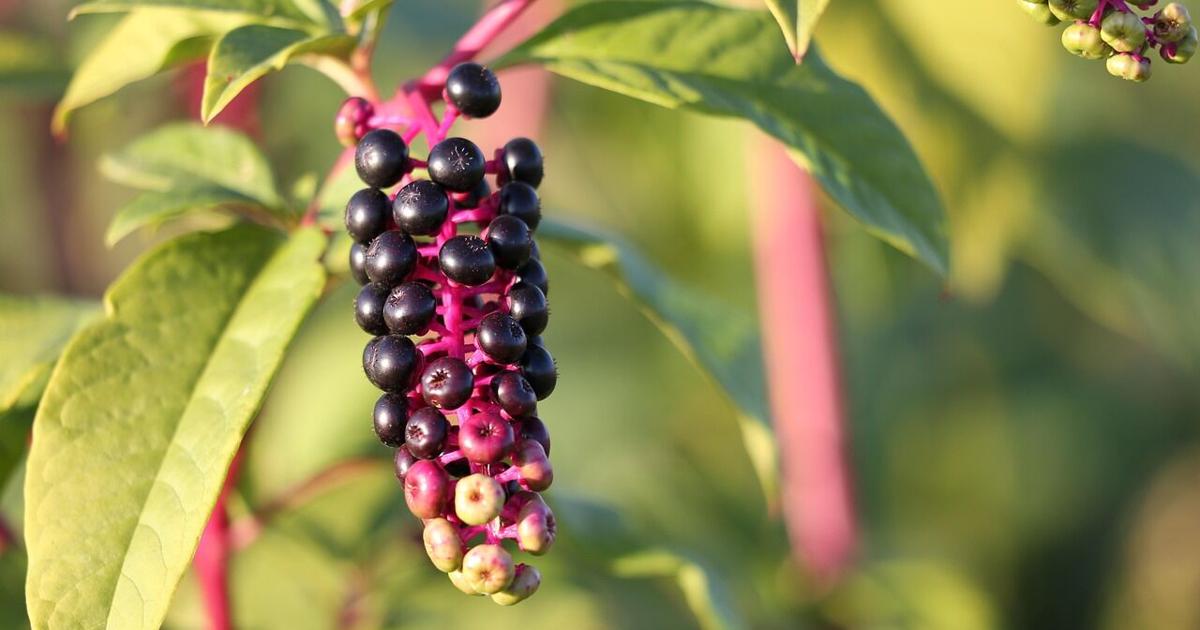 5 Strategies To Wage War on Summer Weeds