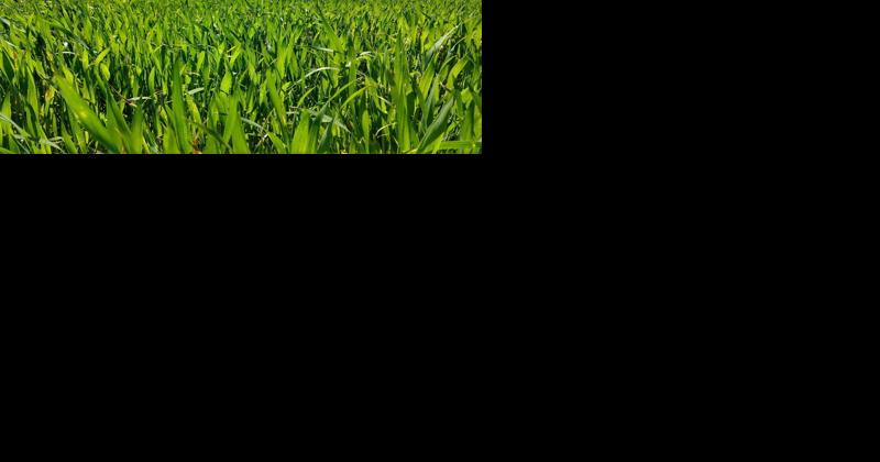 Consider Cutting Back on Cover Crop Rye Seeding Rates - Vimarsana News