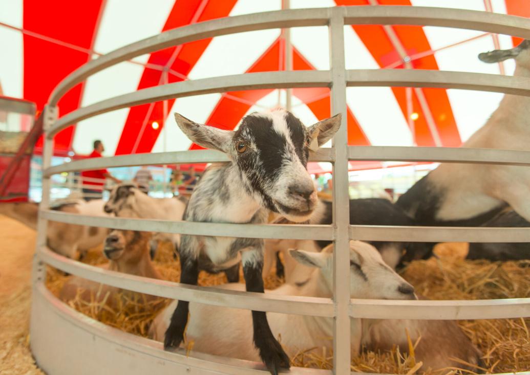 New Hampshire County Fairs and Shows Guide 2024 Dates and Official