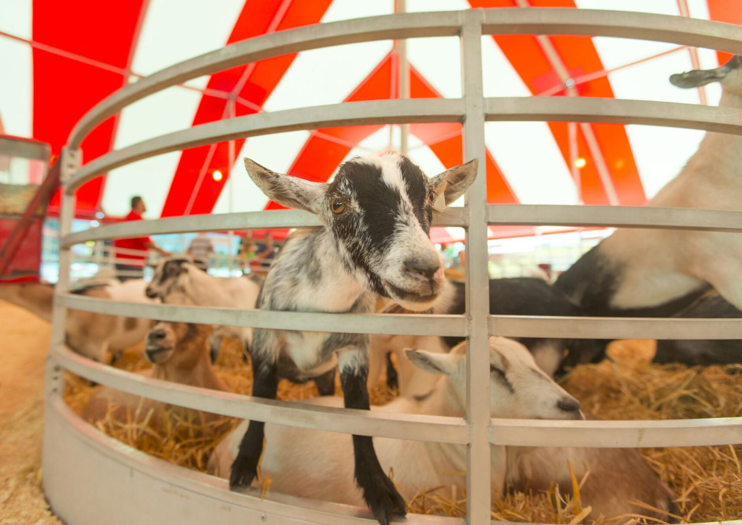 New Hampshire County Fairs and Shows Guide 2024 Dates and Official