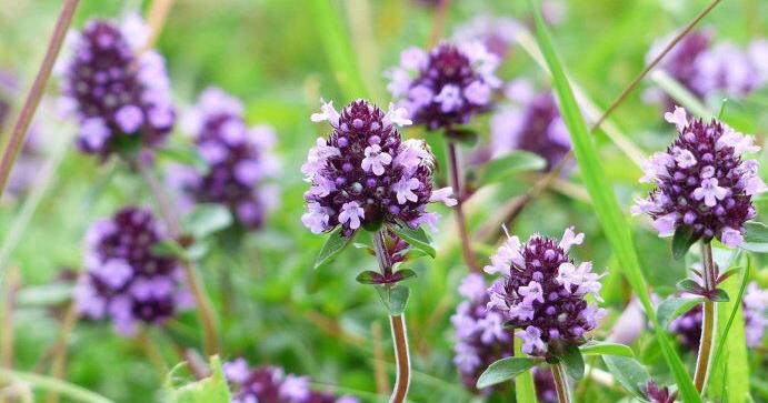 How to Plant and Maintain a Pollinator Lawn