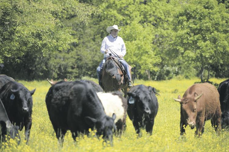 Weekend Cattle Drives in the Blue Ridge Mountains Put Guests in the ...