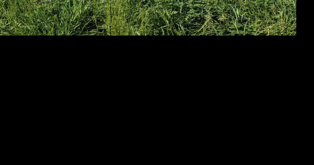 It's National Farm Safety Week Evaluating Your Dairy Farm for Risks of All Kinds Dairy News