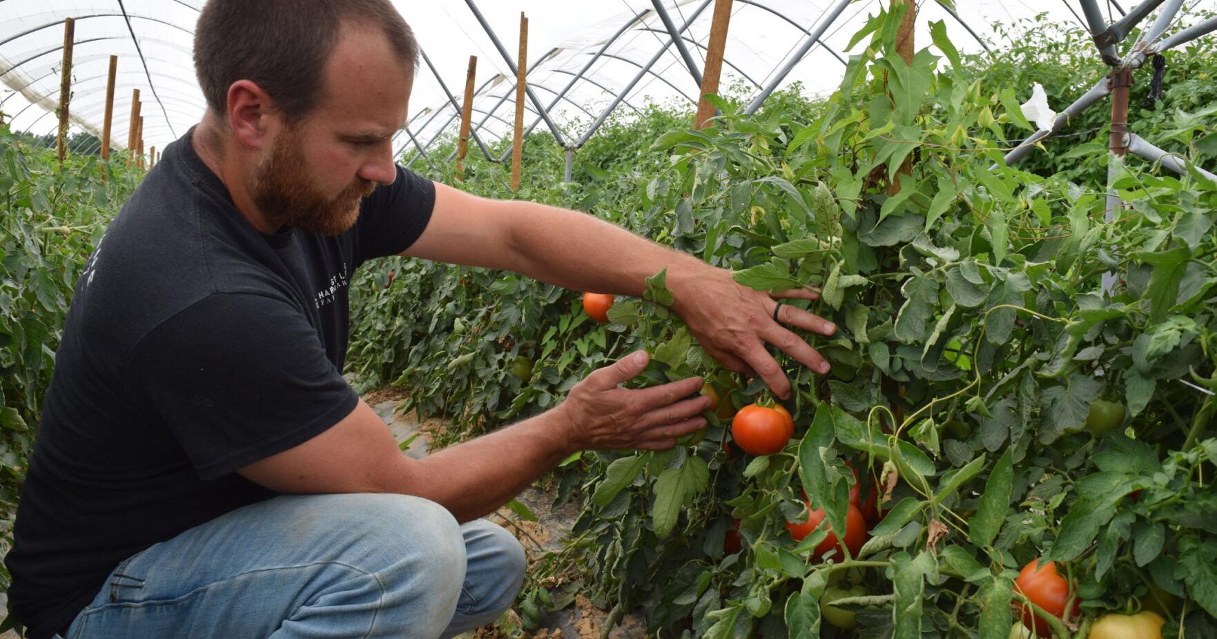 Under High Tunnels, Tomato Season Going Steady - Vimarsana News