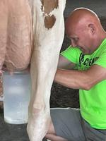 Local Celebrities Milk Cows for a Cause