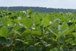 Scouting for Bean Leaf Beetle in Soybeans