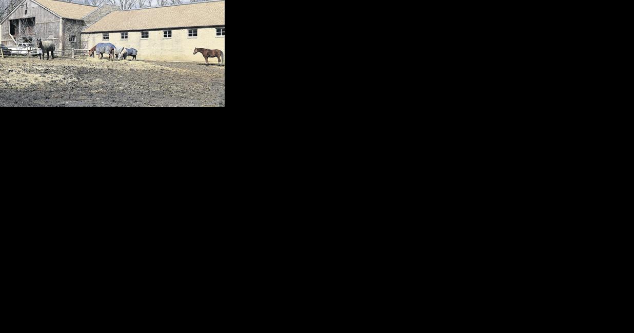 A Life-Changing Horse Program for Under-Resourced Youths - Vimarsana News