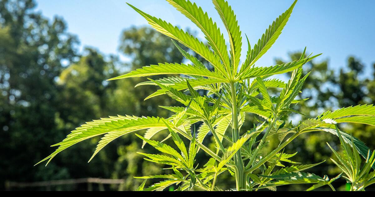 USDA Strengthens Hemp Crop Insurance | Main Edition