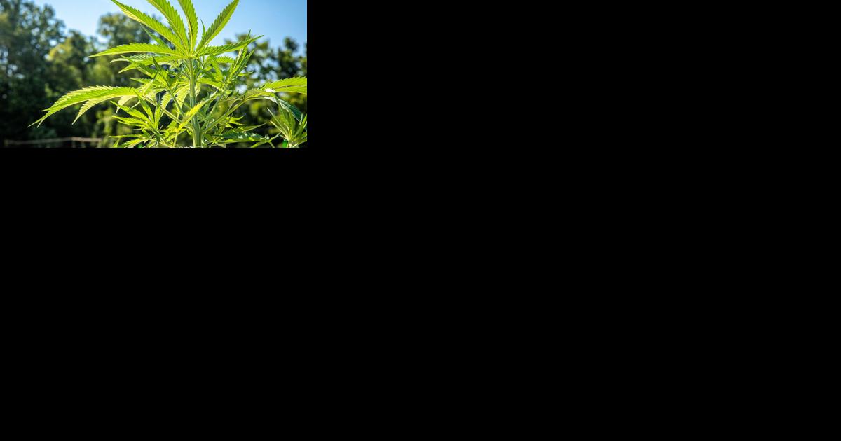 USDA Strengthens Hemp Crop Insurance - Vimarsana News