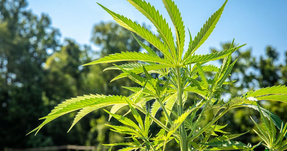 USDA Strengthens Hemp Crop Insurance | Main Edition USDA Strengthens Hemp Crop Insurance | Main Edition