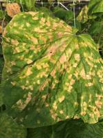 Downy and Powdery Mildew Disease Management in Vine Crops