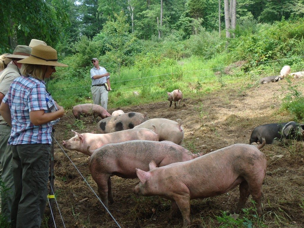 Wooded Lots Can Be Ideal For Pork Production Main Edition Lancasterfarming Com