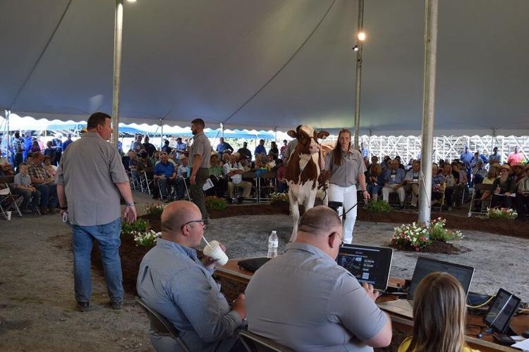 Photos From the 2021 National Holstein Convention Sale News