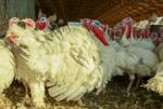 Landis Poultry Farm Adapts, Expands Over Three Decades