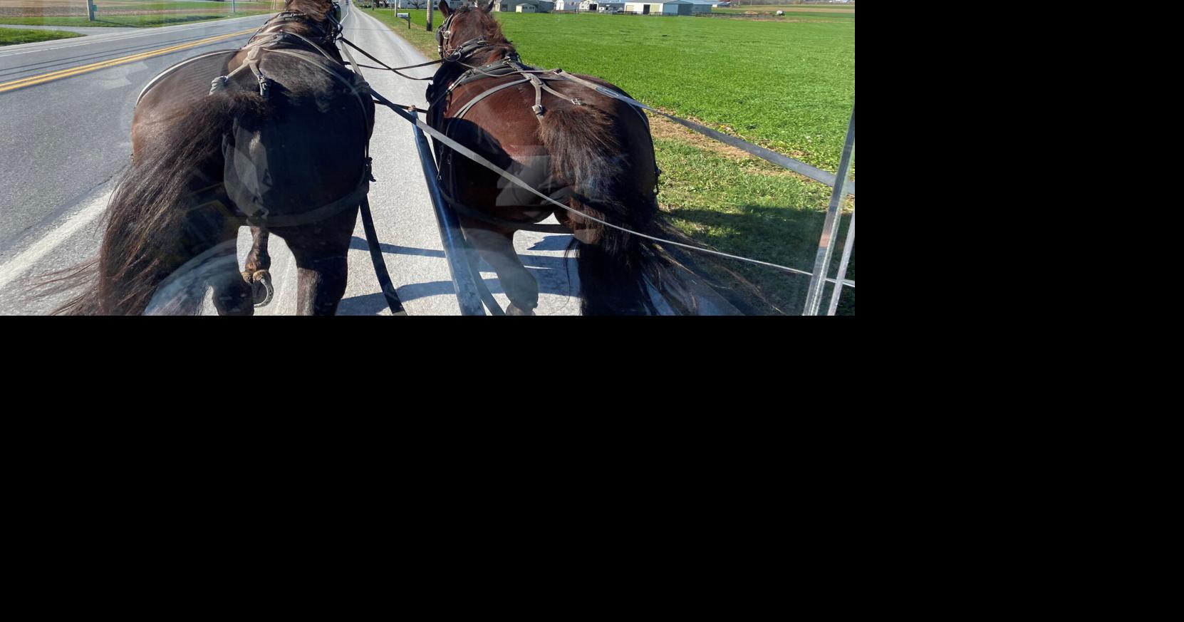 Tourists Enjoy a Ride on an Amish Buggy Horse News and Equine Events