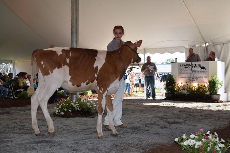 Photos From the 2021 National Holstein Convention Sale News
