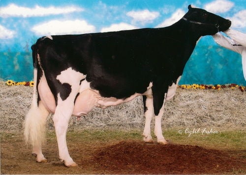 Revised Cow Second Favorite Cow’ Featured for Association’s 100th Anniversary ...