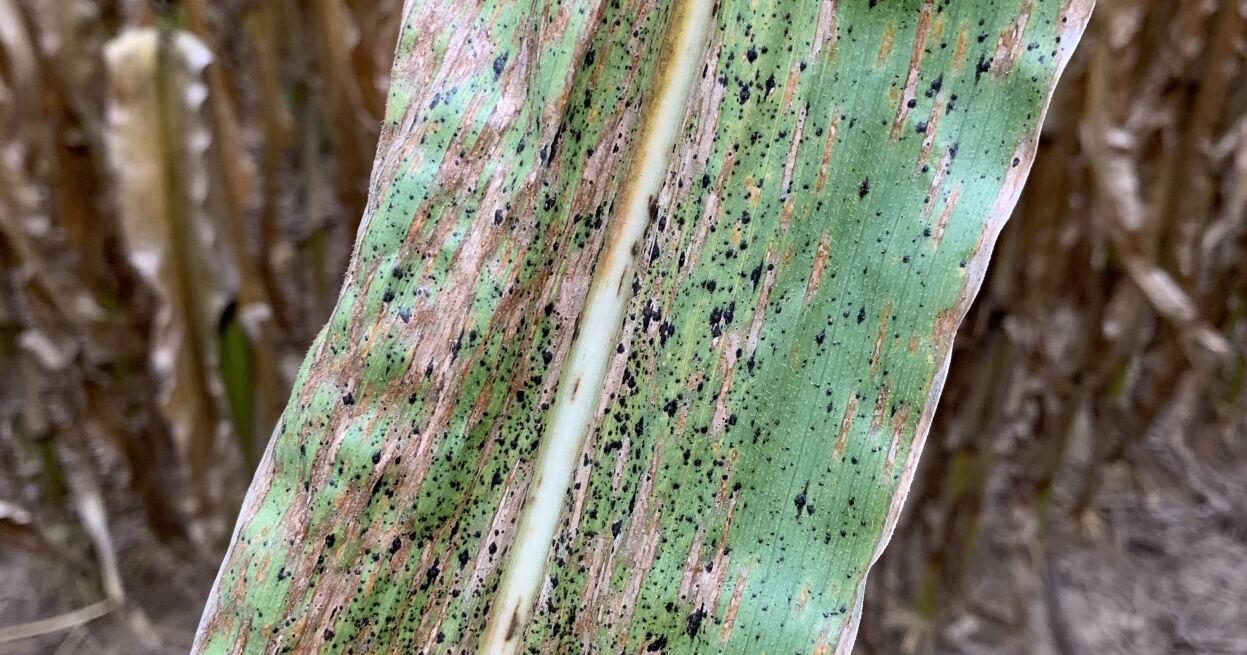 Tar Spot Growing More Troublesome for Growers and Researchers - Vimarsana News