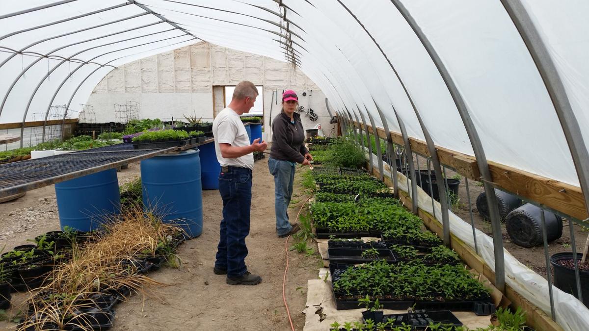 Garden Centers Expect Vegetable Plants to Sell Well in ...