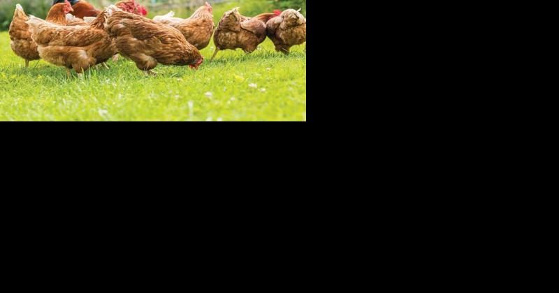 Avian Influenza Hits Eastern Canada - Vimarsana News