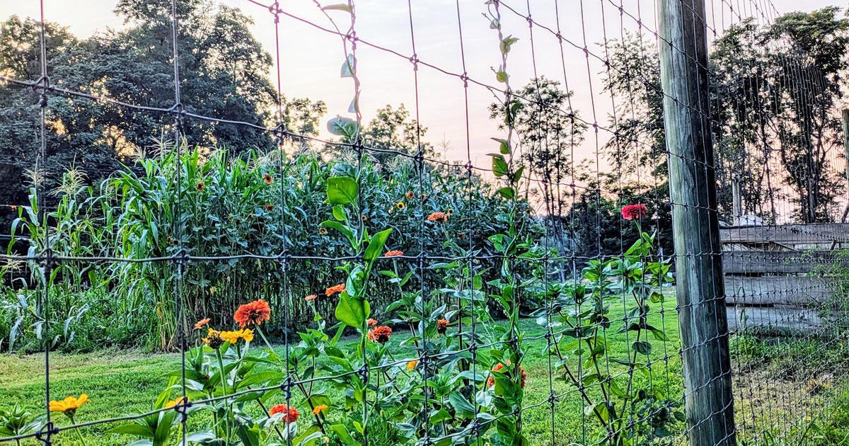 Suddenly, Summer Arrives on the Farm [Opinion]