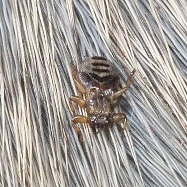 Ticks Aren’t the Only Troublesome Insect Found on Deer: Hunters Asked to Help With Keds Research