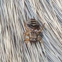 Ticks Aren’t the Solely Troublesome Insect Discovered on Deer: Hunters Requested to Assist With Keds Analysis | Out of doors Sports activities, Looking and DIY Crafts Ticks Aren’t the Only Troublesome Insect Found on Deer: Hunters Asked to Help With Keds Research | Outdoor Sports, Hunting and DIY Crafts