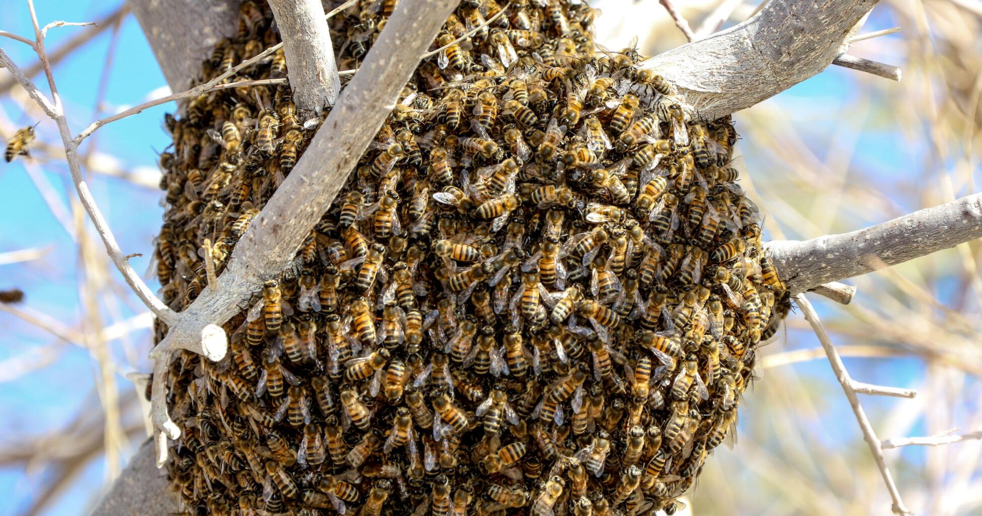 Bee Swarms Going Viral on Social Media Good for Pollinator Education [Opinion] - Vimarsana News