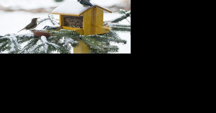 How to Keep Birds Coming Back to Your Yard All Winter - Vimarsana News