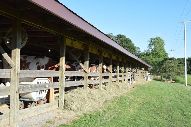 Photos From the 2021 National Holstein Convention Sale News