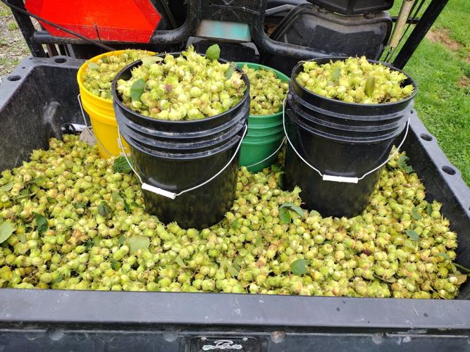 How the New York Tree Crops Alliance Is Revolutionizing Tree Nut