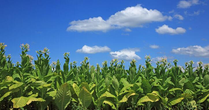 The History of Growing Tobacco in Pennsylvania | Antiques, Collectibles &  Historical Stories