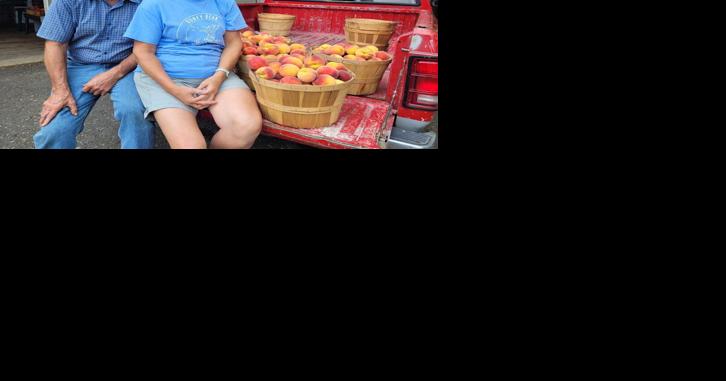 Things Are Peachy at Honey Bear Orchard - Vimarsana News
