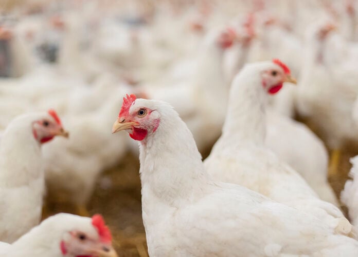 Broiler Growers May Get Class-Action Forms | Poultry News