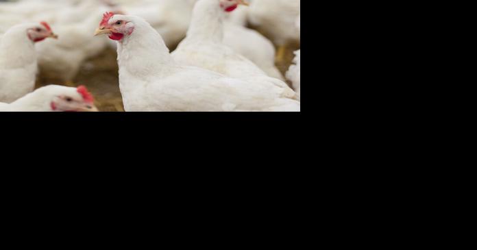 Omega-3 Fatty Acid Enrichment of Eggs Can Have Negative Consequences for Hens - Vimarsana News