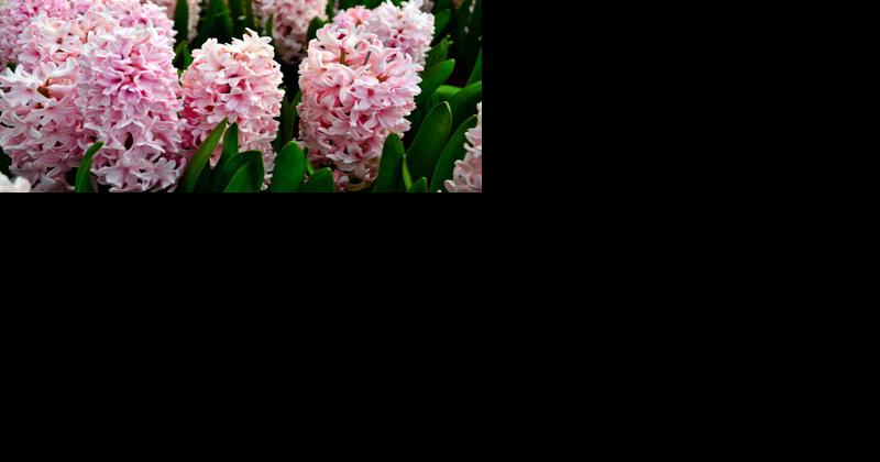 We Have New Life in Spring and in Christ - Vimarsana News