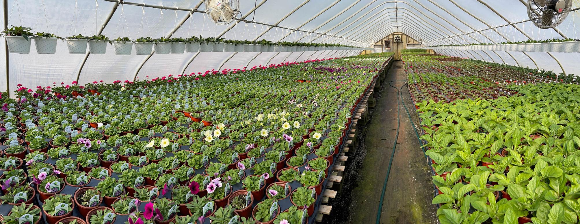 Delaware Greenhouses, Garden Centers Ready for a PostPandemic Year