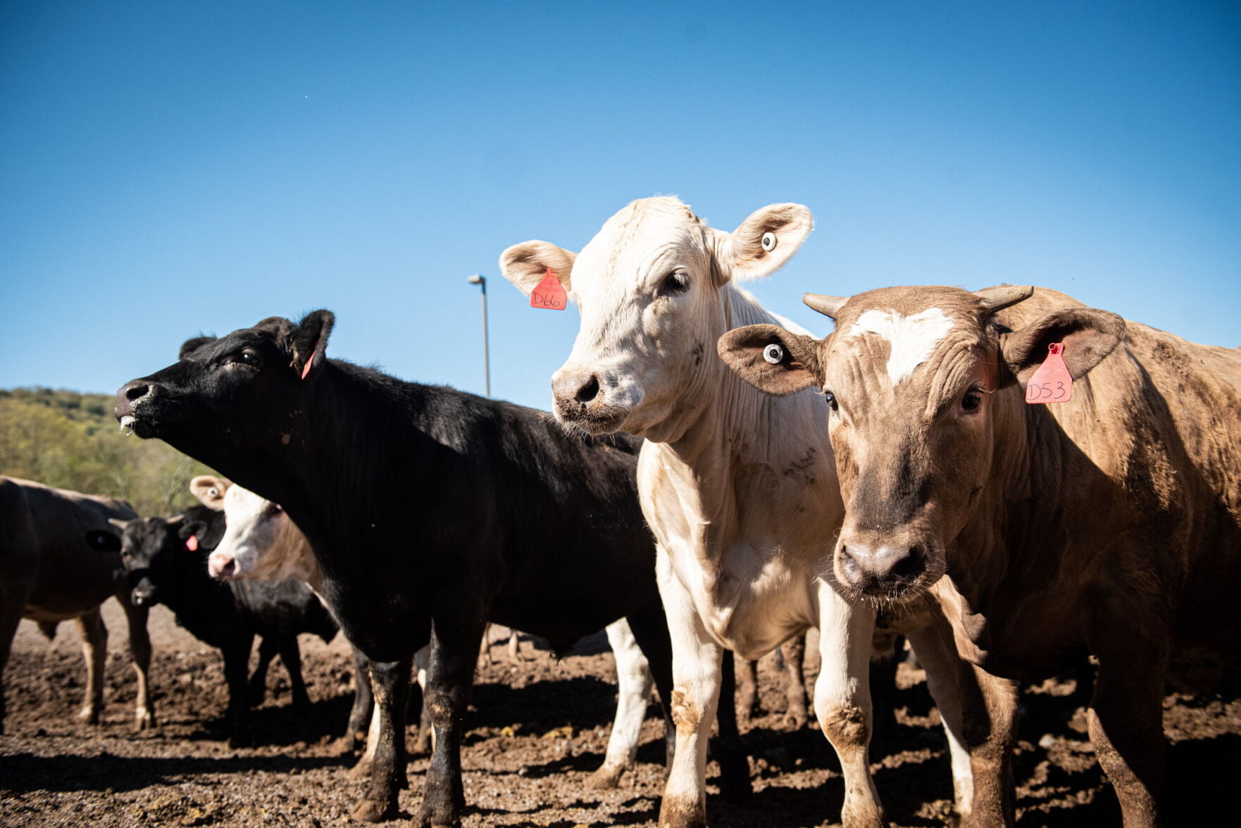 Angus-Holstein Crosses Perform Well In Feedlot Trial | Livestock News ...